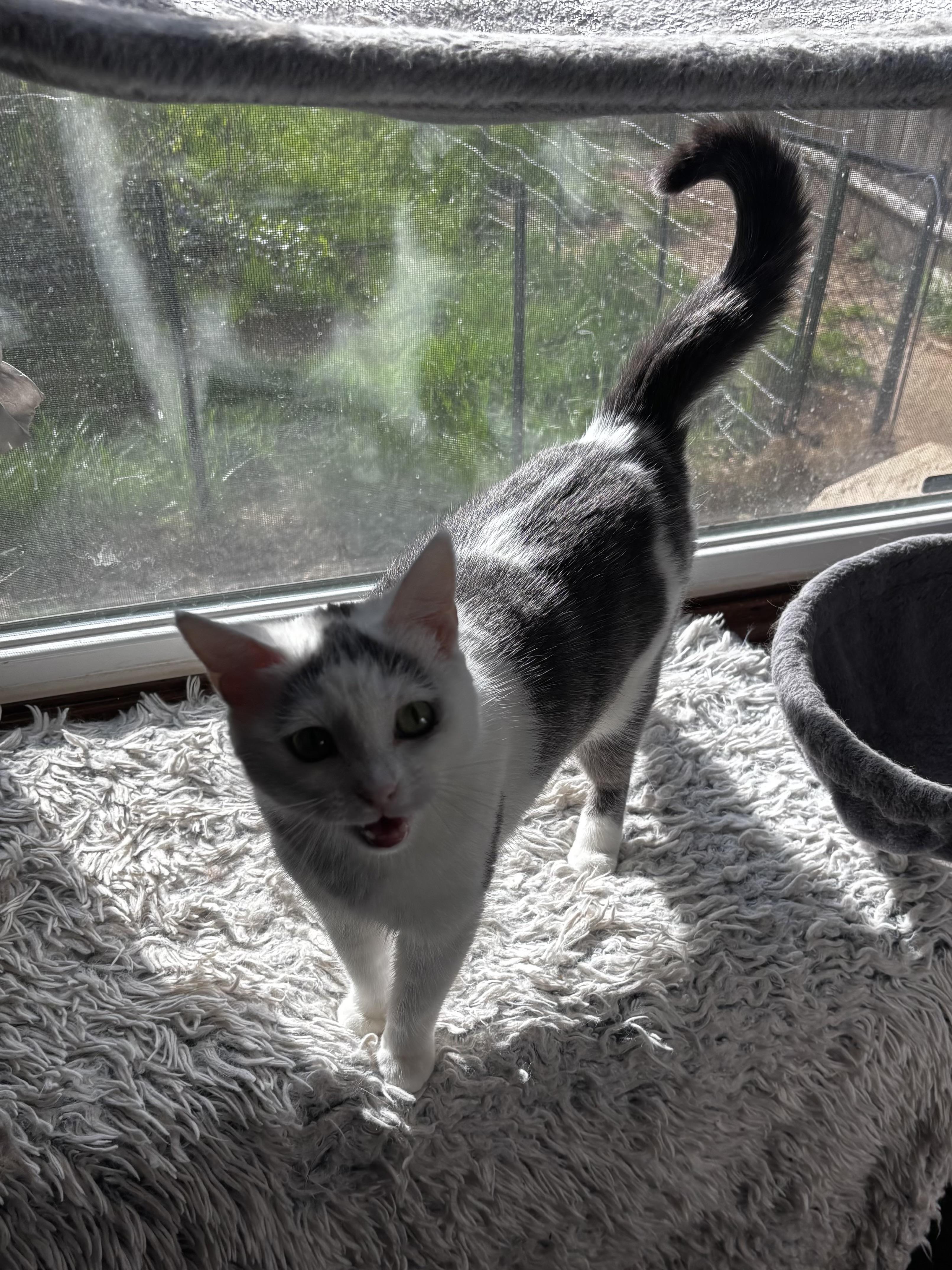 Fifi, Adoptable, Adult Female Domestic Short Hair.