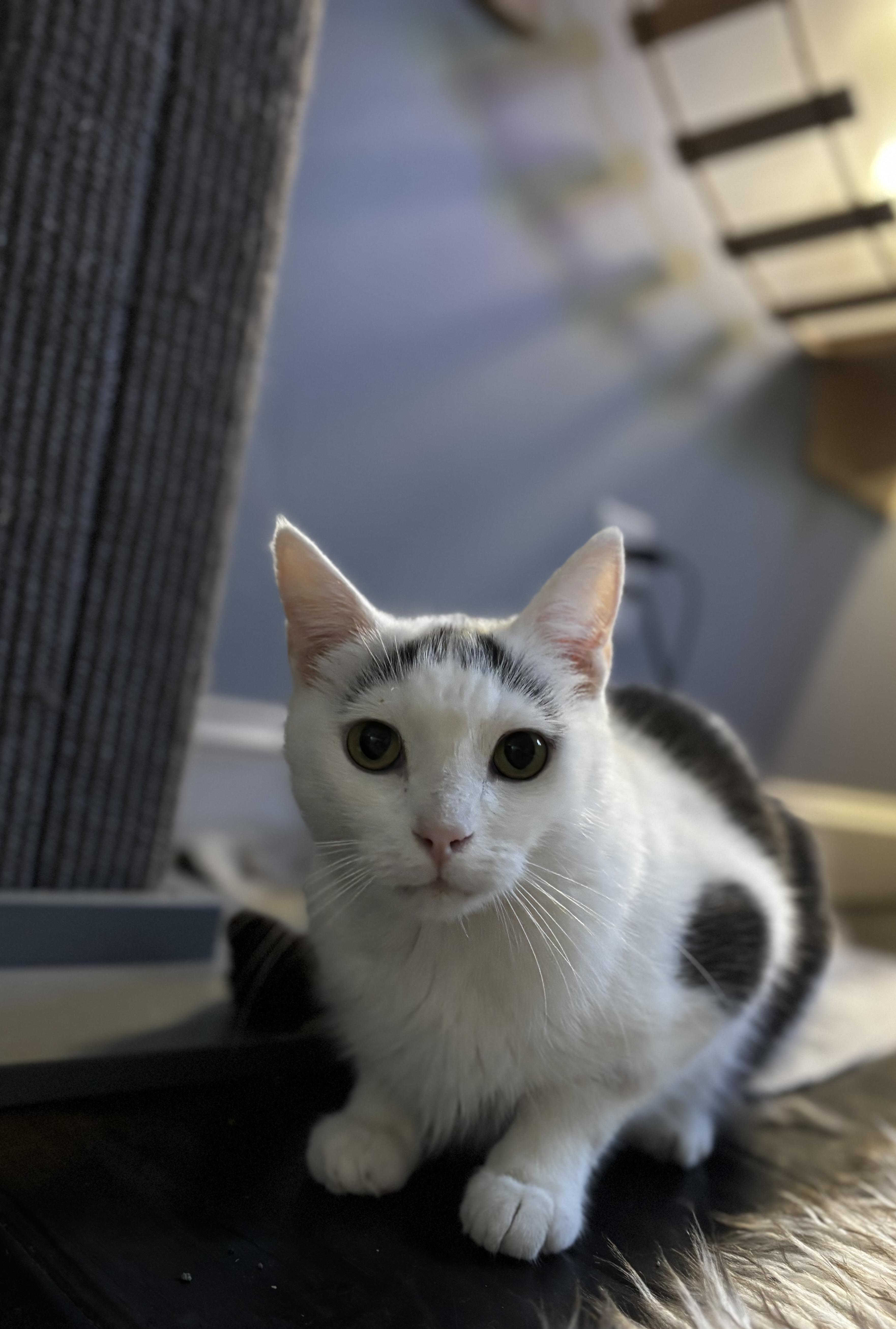 Fifi, a Adoptable Domestic Short Hair in Ortonville, MI image 4/5