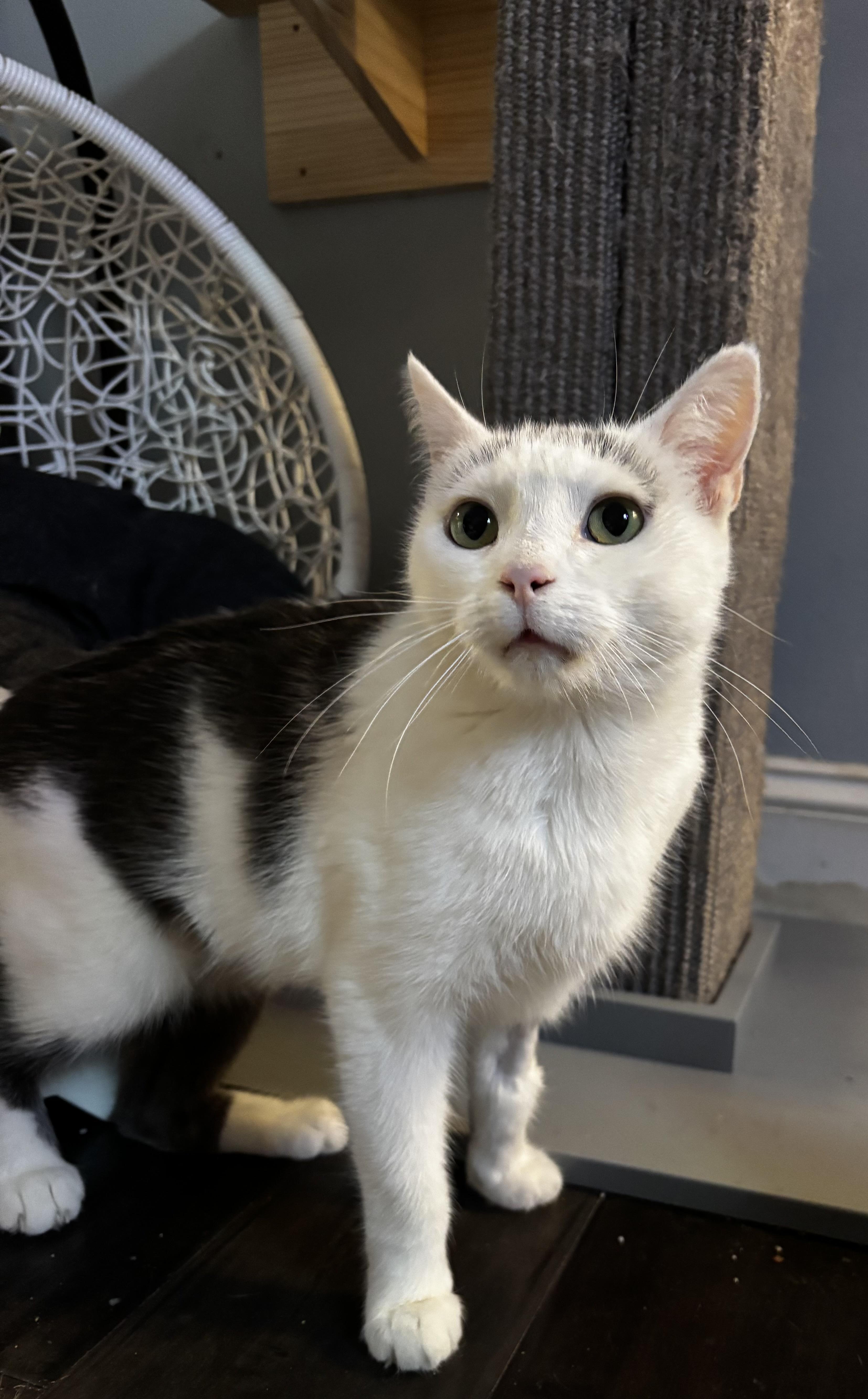 Fifi, a Adoptable Domestic Short Hair in Ortonville, MI image 5/5