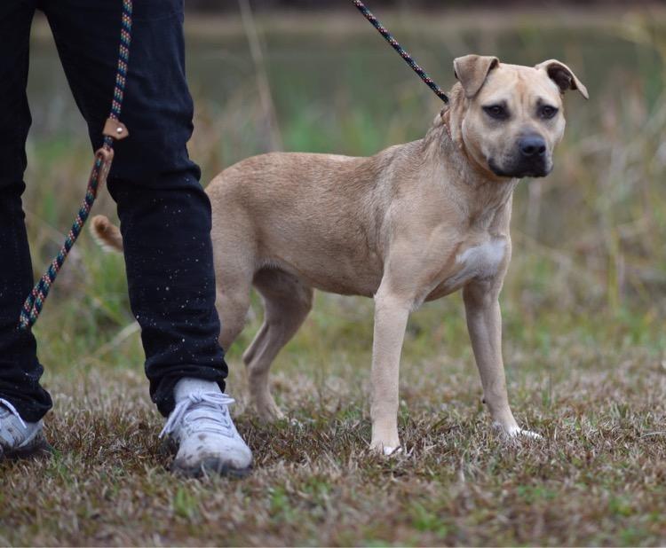 Enlarge Sunny, a Adopted mixed breed in Cambridge, MD image 1/5