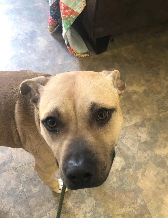 Enlarge Sunny, a Adopted mixed breed in Cambridge, MD image 2/5