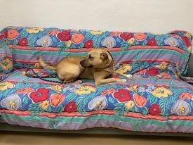 Enlarge Sunny, a Adopted mixed breed in Cambridge, MD image 3/5
