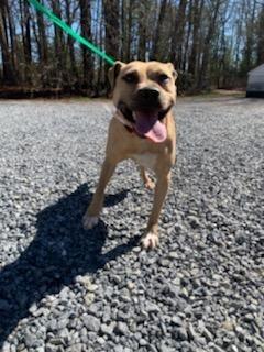 Enlarge Sunny, a Adopted mixed breed in Cambridge, MD image 4/5