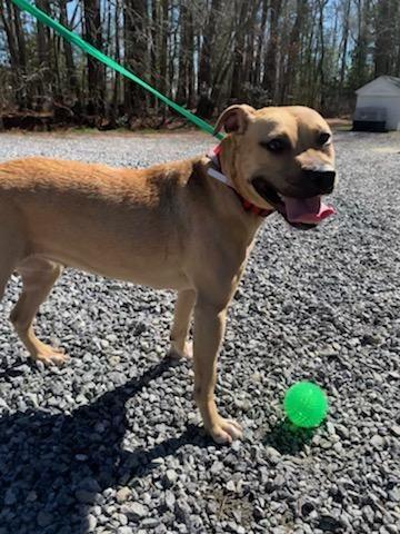 Enlarge Sunny, a Adopted mixed breed in Cambridge, MD image 5/5