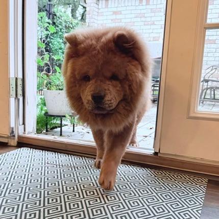 Enlarge Dallas, a Adoptable mixed breed in Houston, TX image 1/3