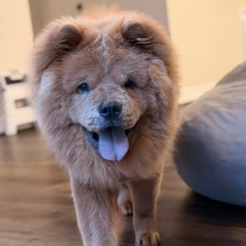 Enlarge Dallas, a Adoptable mixed breed in Houston, TX image 2/3