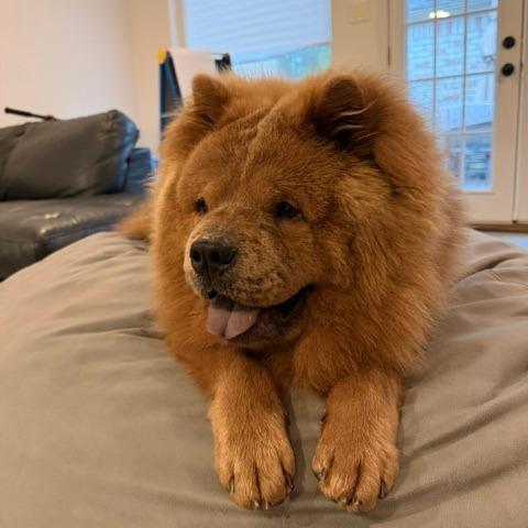 Enlarge Dallas, a Adoptable mixed breed in Houston, TX image 3/3