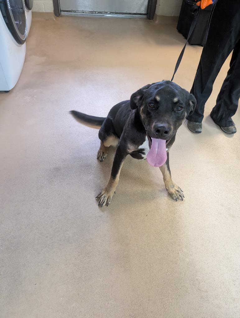 Lil Smokie - Bean, Adoptable, Puppy Male Labrador Retriever.