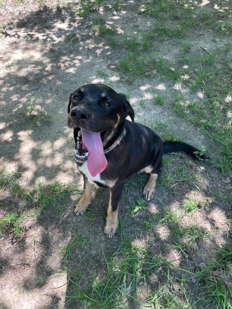 Lil Smokie - Bean, a Adoptable mixed breed in Nacogdoches, TX image 2/5