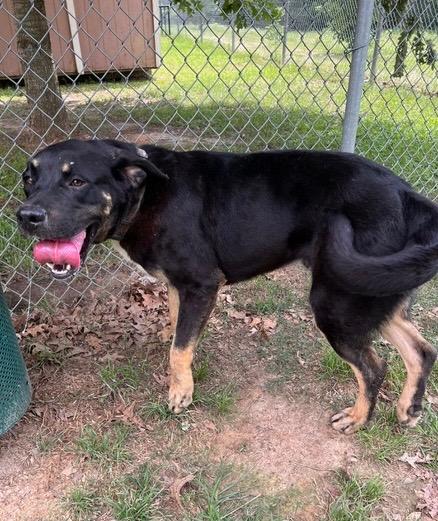 Lil Smokie - Bean, a Adoptable mixed breed in Nacogdoches, TX image 3/5