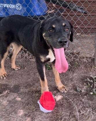 Lil Smokie - Bean, a Adoptable mixed breed in Nacogdoches, TX image 4/5