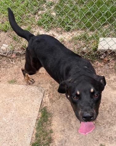 Lil Smokie - Bean, a Adoptable mixed breed in Nacogdoches, TX image 5/5