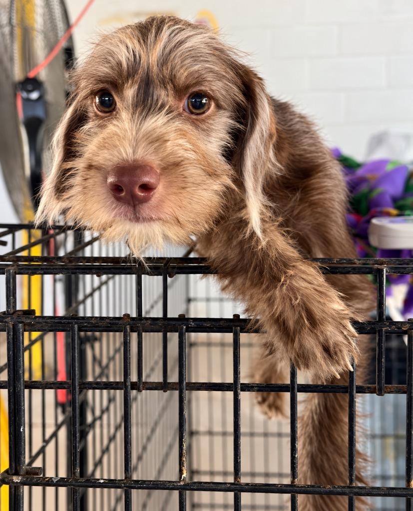 Ferrari, Adoptable, Puppy Male Wirehaired Terrier.