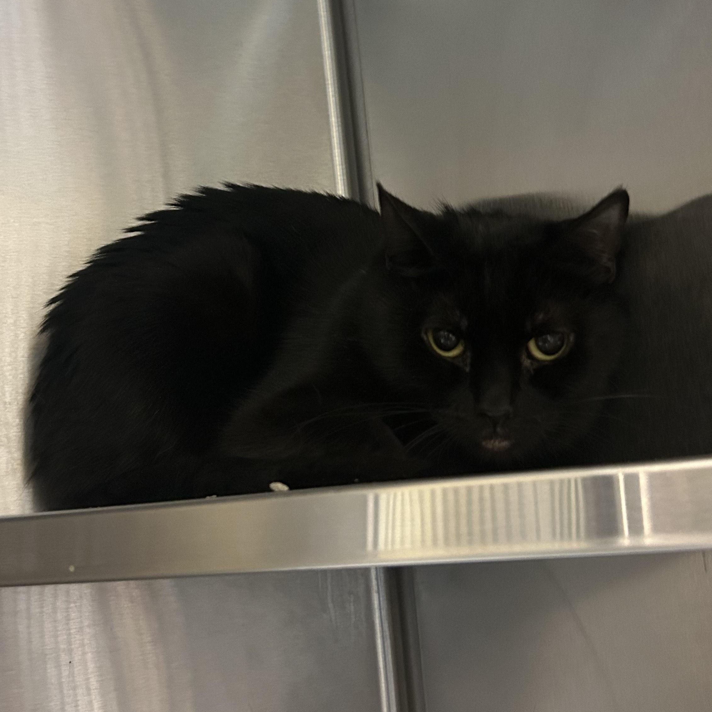 Fierce (in Foster), a Adoptable Domestic Short Hair in Charleston, SC image 2/2