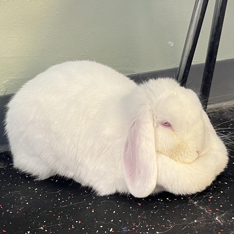 Enlarge Domino, a Adoptable Mini Lop in Edina, MN image 3/4
