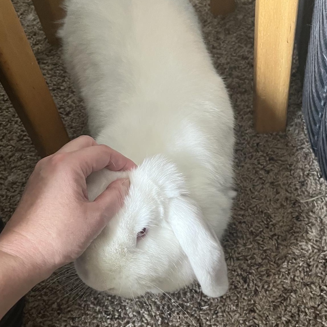 Domino, Adoptable, Adult Female Mini Lop.