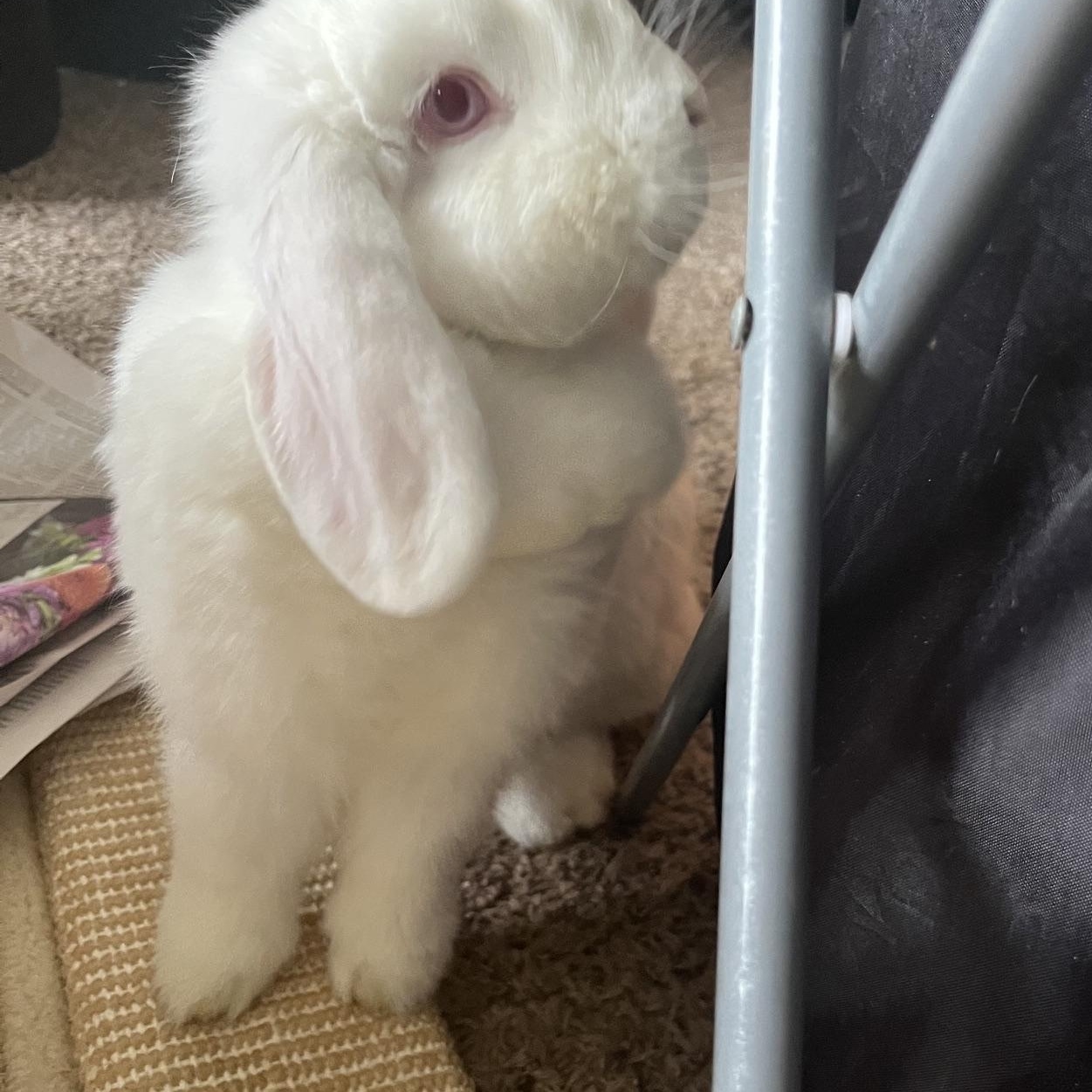 Enlarge Domino, a Adoptable Mini Lop in Edina, MN image 4/4