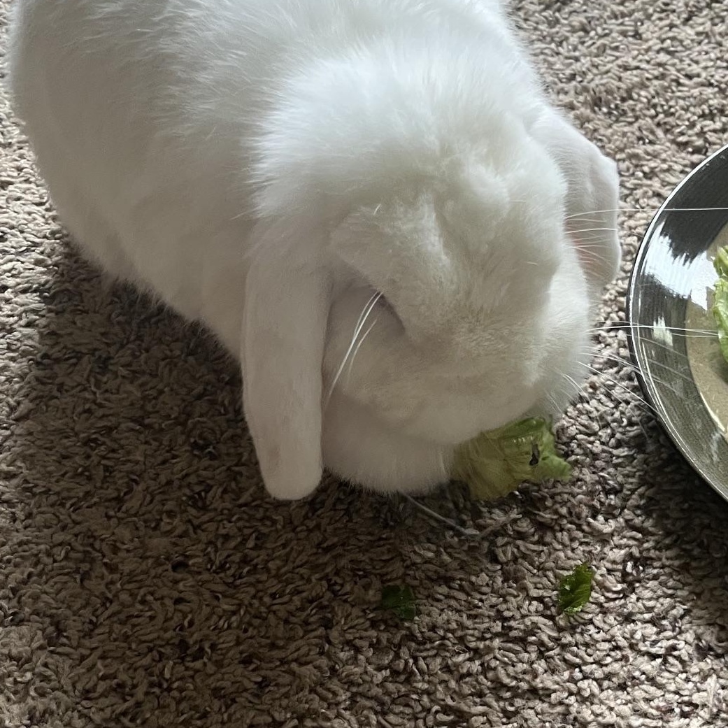 Enlarge Domino, a Adoptable Mini Lop in Edina, MN image 2/4