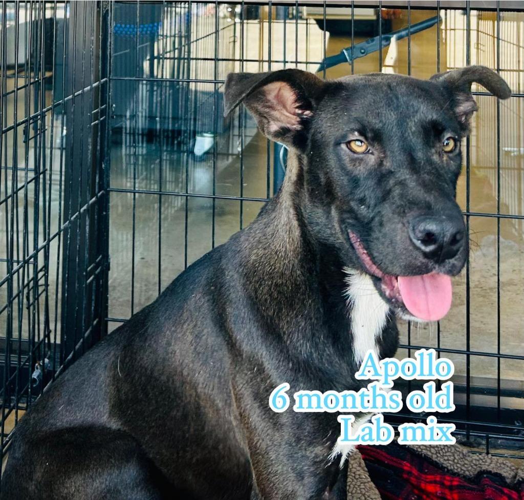 Enlarge Apollo, a Adoptable Labrador Retriever in Nashville, GA image 1/2
