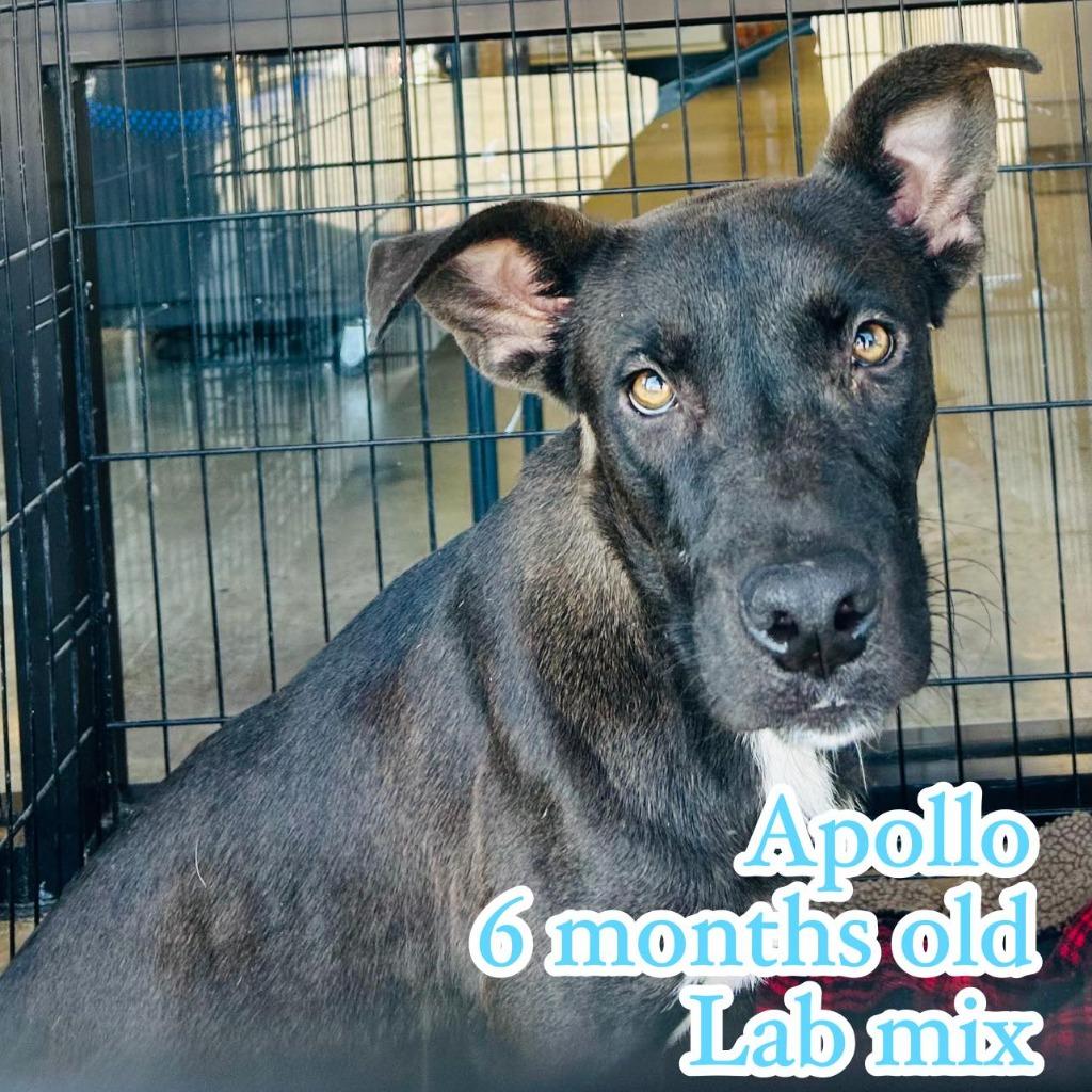 Enlarge Apollo, a Adoptable Labrador Retriever in Nashville, GA image 2/2