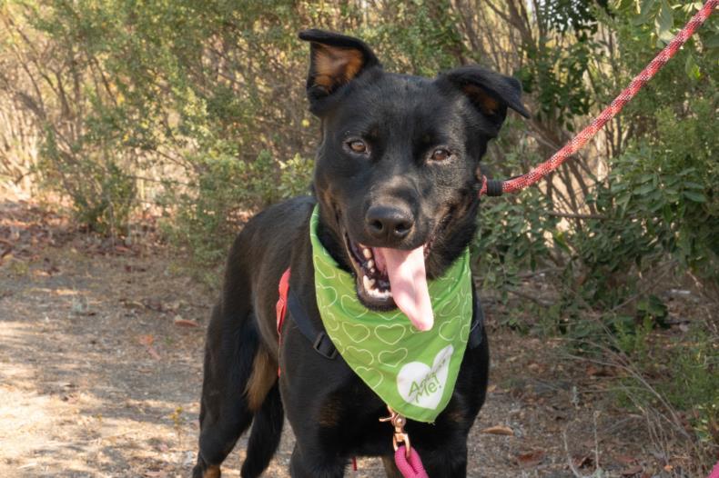 Enlarge OSO, a Adoptable mixed breed in Los Angeles, CA image 1/1