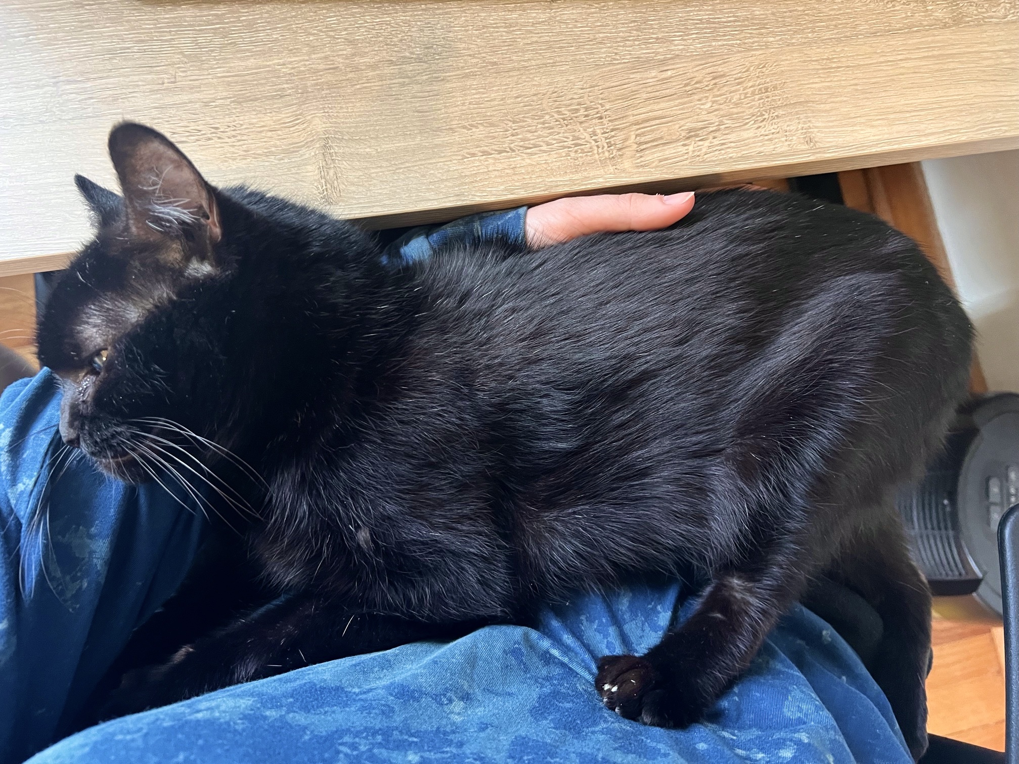 Enlarge Agatha Frisky, a Adoptable Domestic Short Hair in Wallingford, CT image 4/5