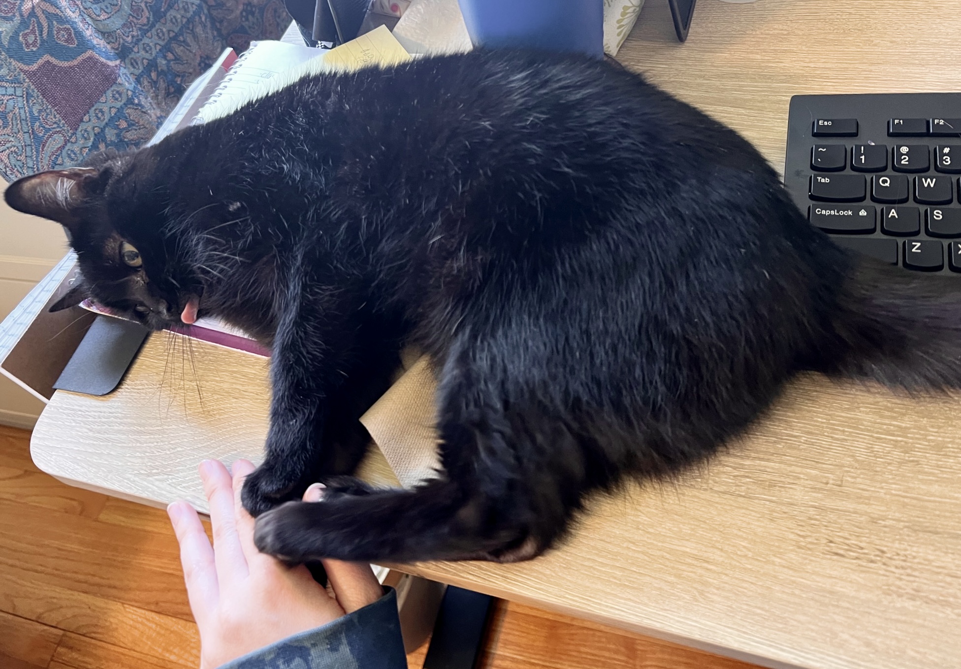 Agatha Frisky, an adoptable Domestic Short Hair in Wallingford, CT, 06492 | Photo Image 3