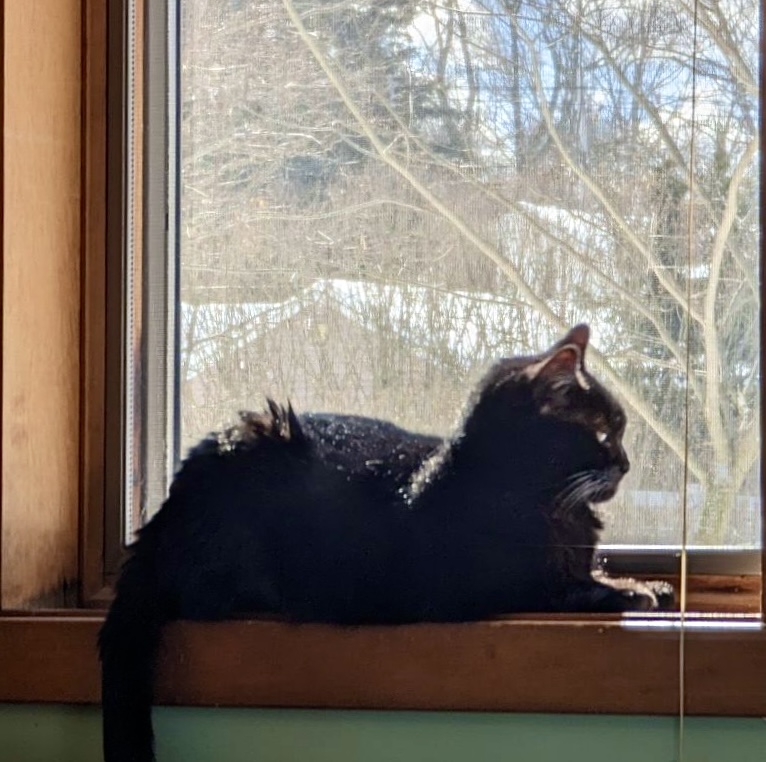 Agatha Frisky, an adoptable Domestic Short Hair in Wallingford, CT, 06492 | Photo Image 5