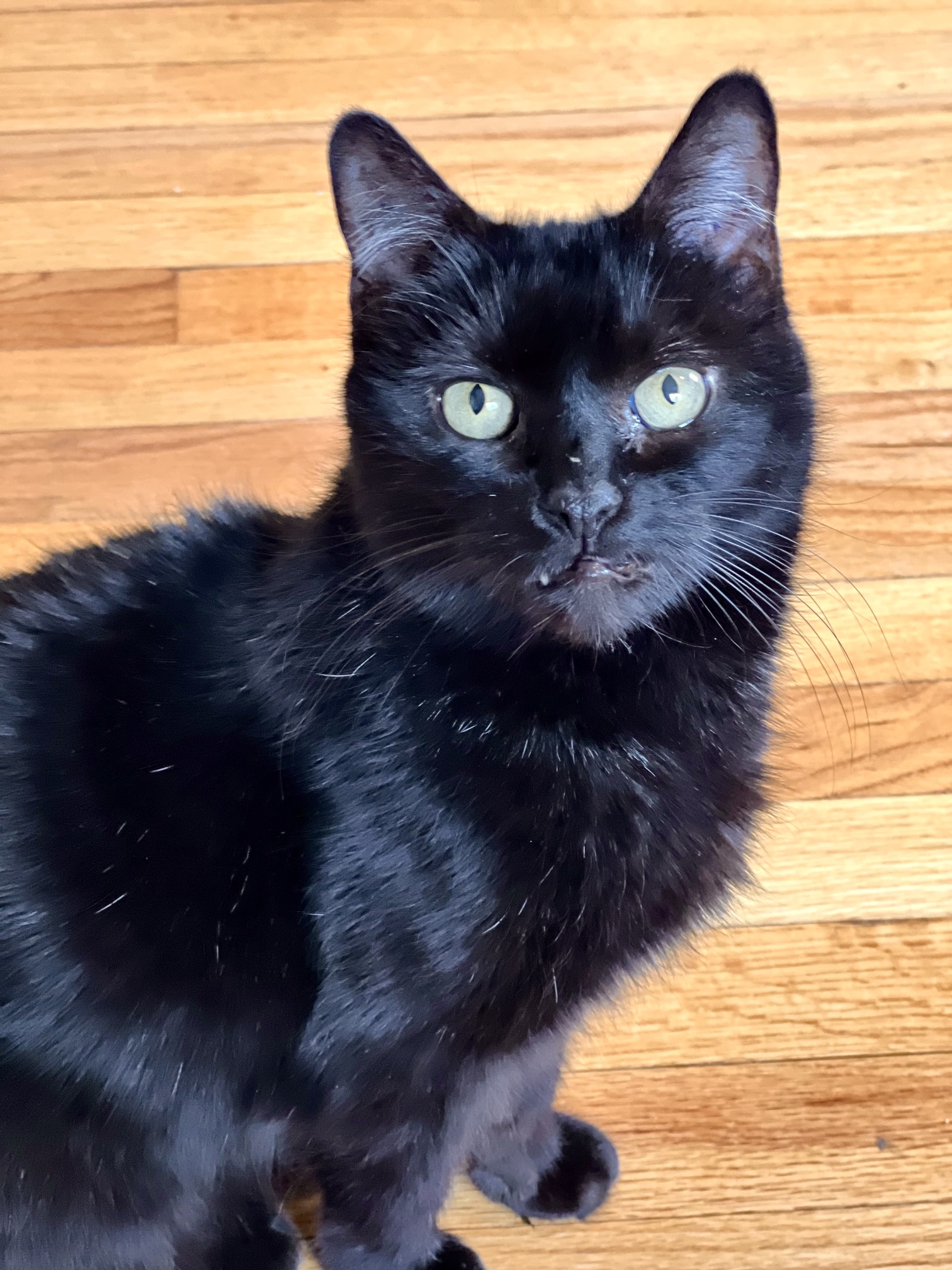 Enlarge Agatha Frisky, a Adoptable Domestic Short Hair in Wallingford, CT image 1/5