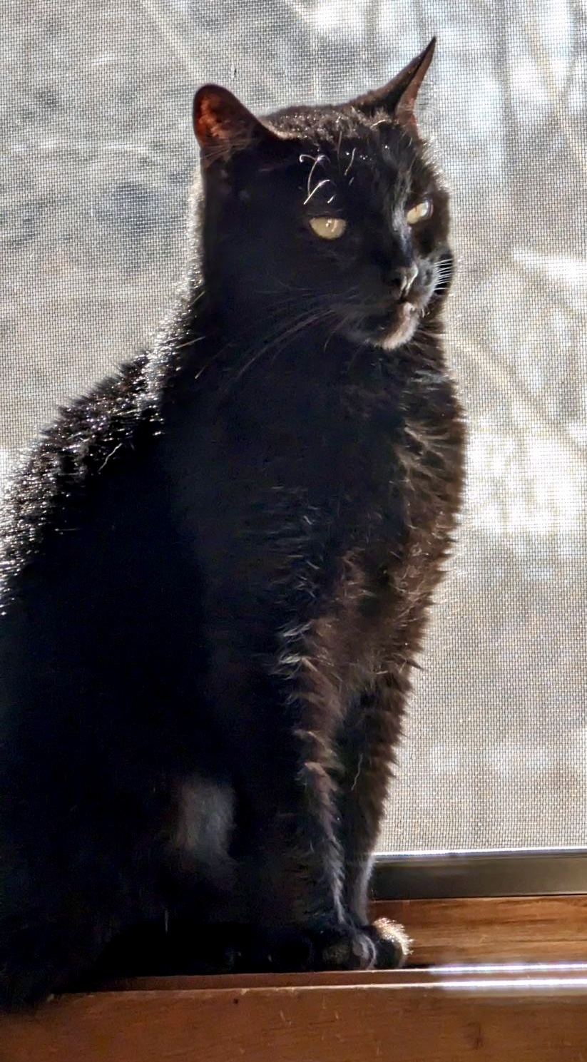 Enlarge Agatha Frisky, a Adoptable Domestic Short Hair in Wallingford, CT image 2/5