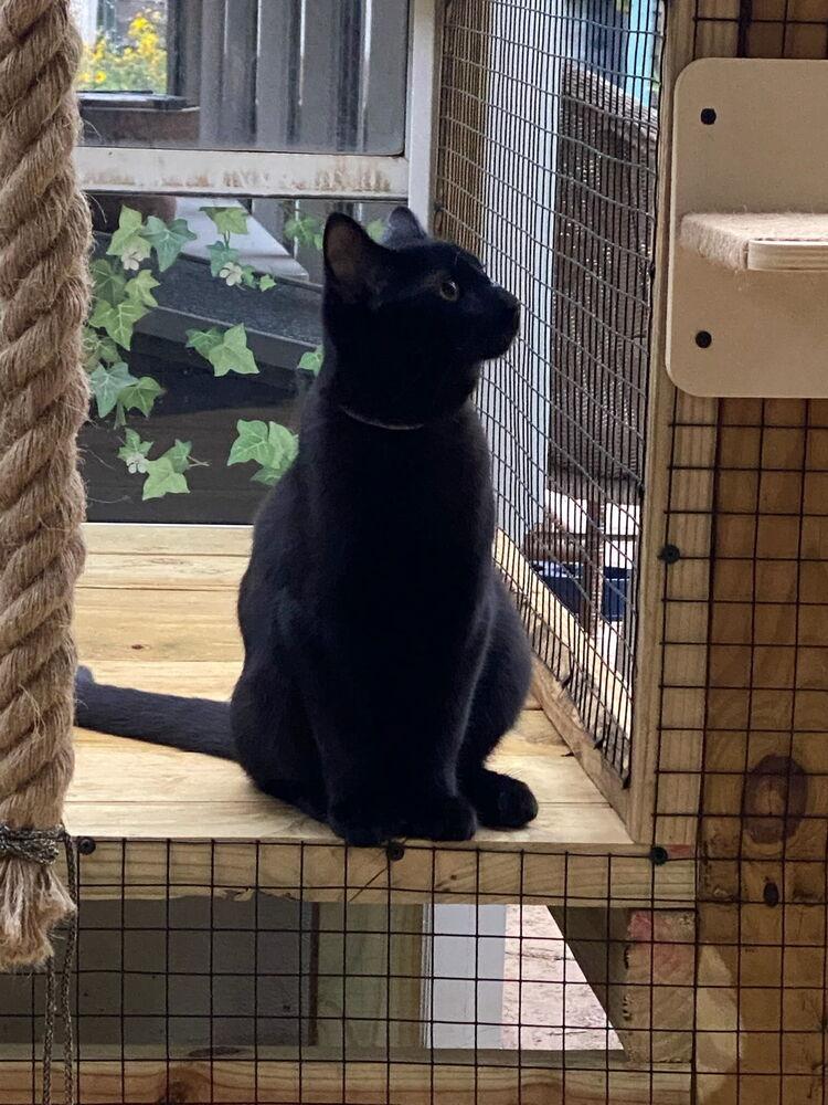 Panther, Adoptable, Young Male Domestic Short Hair.