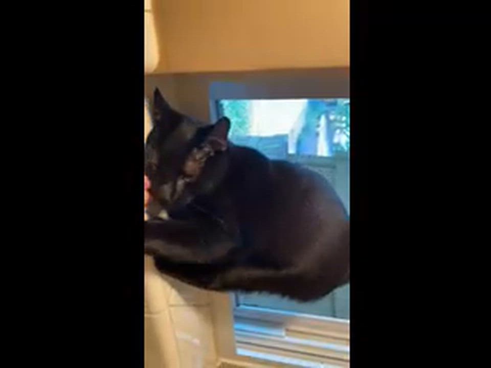 Enlarge Panther, a Adoptable Domestic Short Hair in Blanchard, OK video 2/2