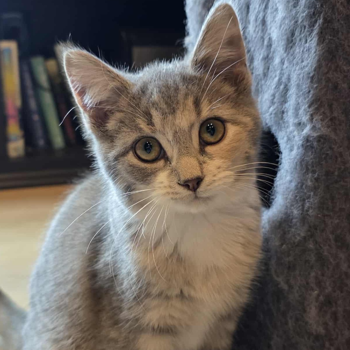 Enlarge Pavetta a.k.a. Etta, an adoptable mixed breed in Knox, PA image 1/4