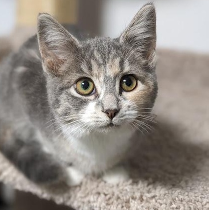 Enlarge Pavetta a.k.a. Etta, an adopted mixed breed in Knox, PA image 1/6