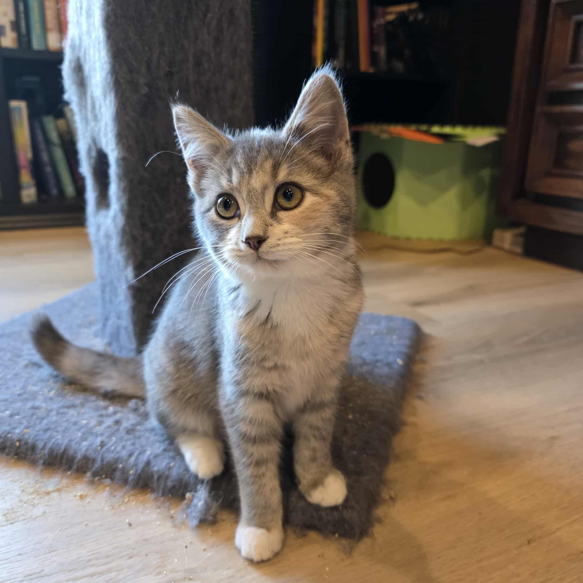 Enlarge Pavetta a.k.a. Etta, an adoptable mixed breed in Knox, PA image 2/4