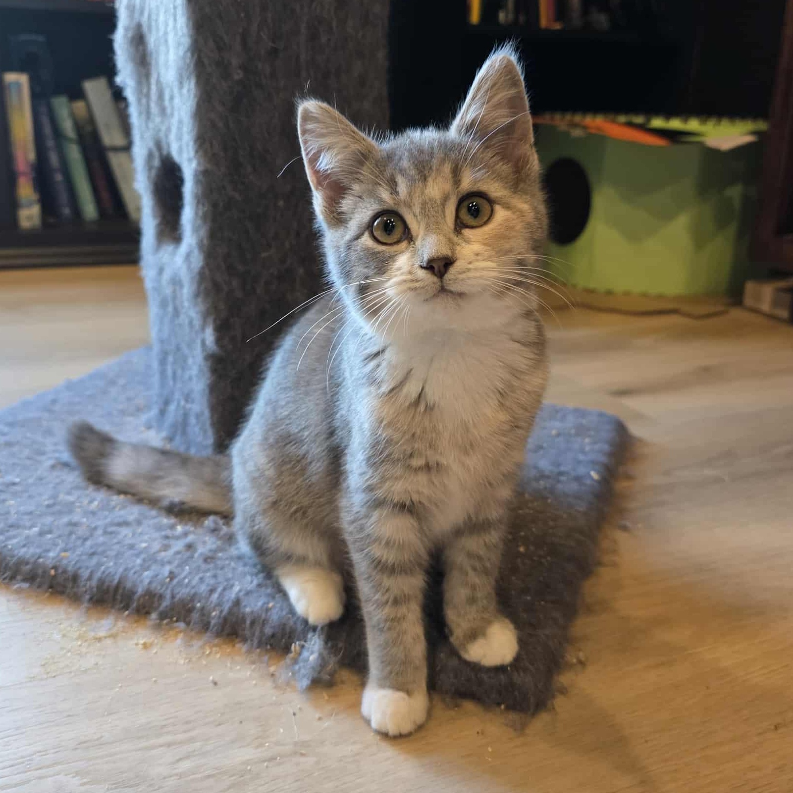 Enlarge Pavetta a.k.a. Etta, an adoptable mixed breed in Knox, PA image 4/4