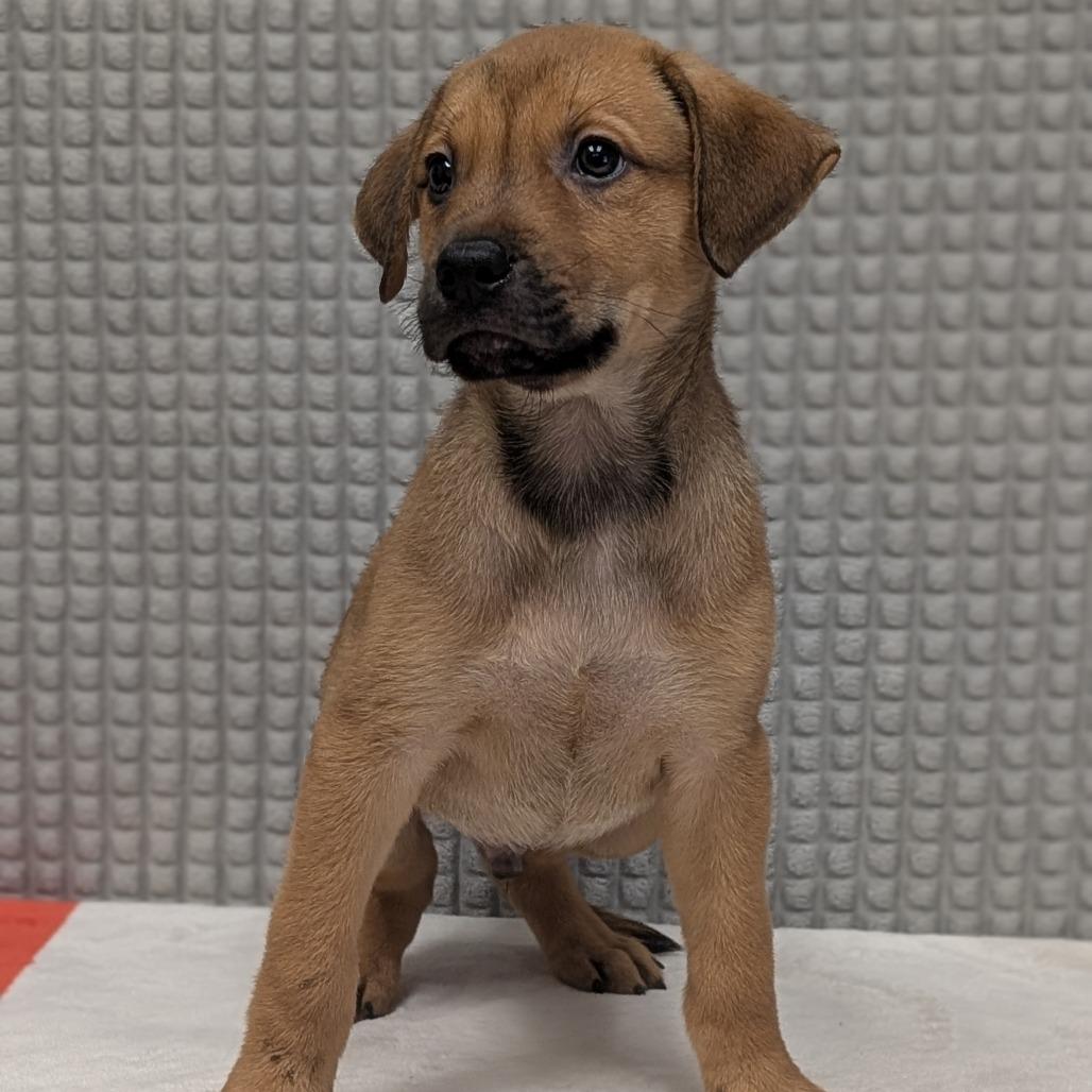 Swizzleberry, a Adoptable mixed breed in Bryan, TX image 1/2