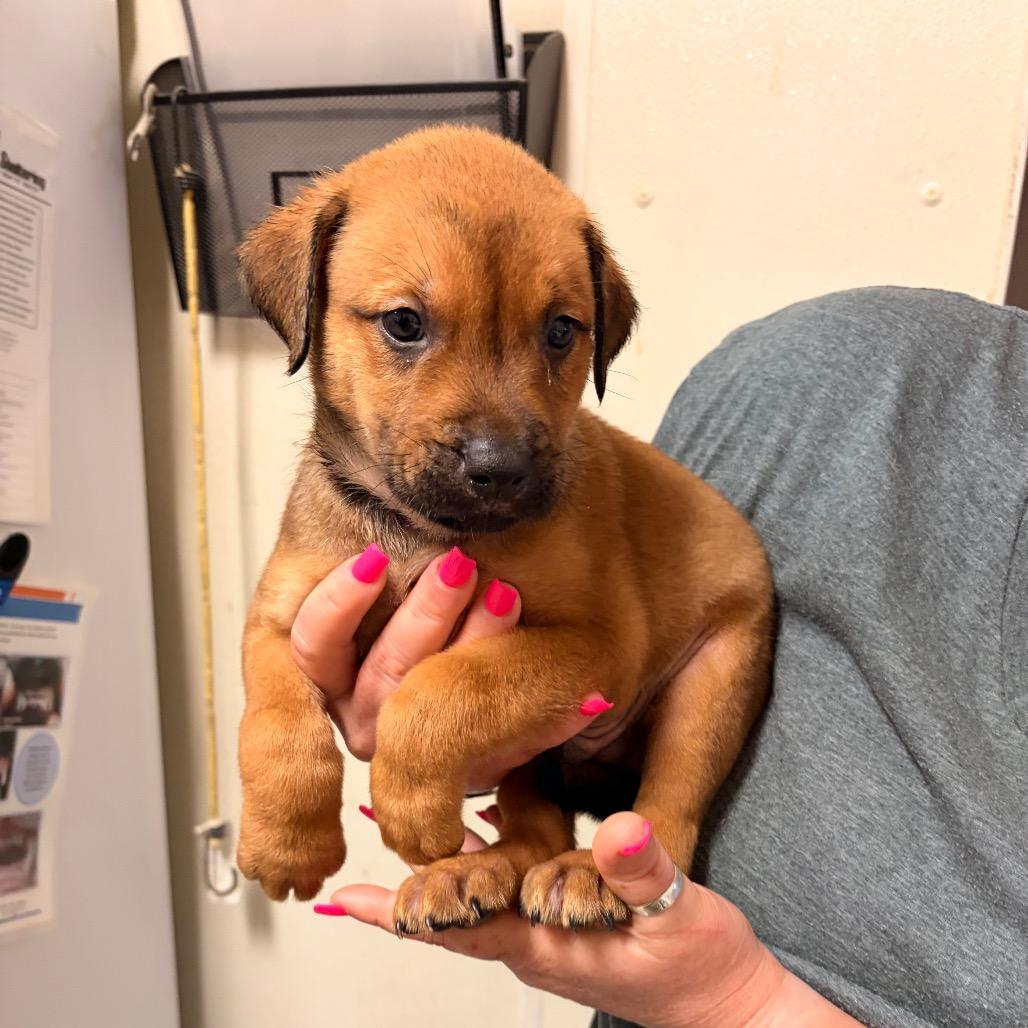 Swizzleberry, a Adoptable mixed breed in Bryan, TX image 2/2