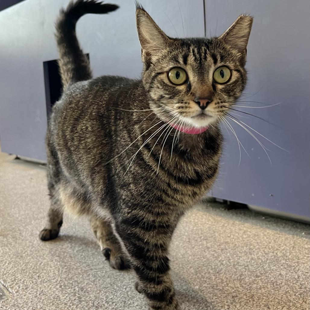 Haley, Adoptable, Adult Female Domestic Short Hair & Domestic Short Hair.