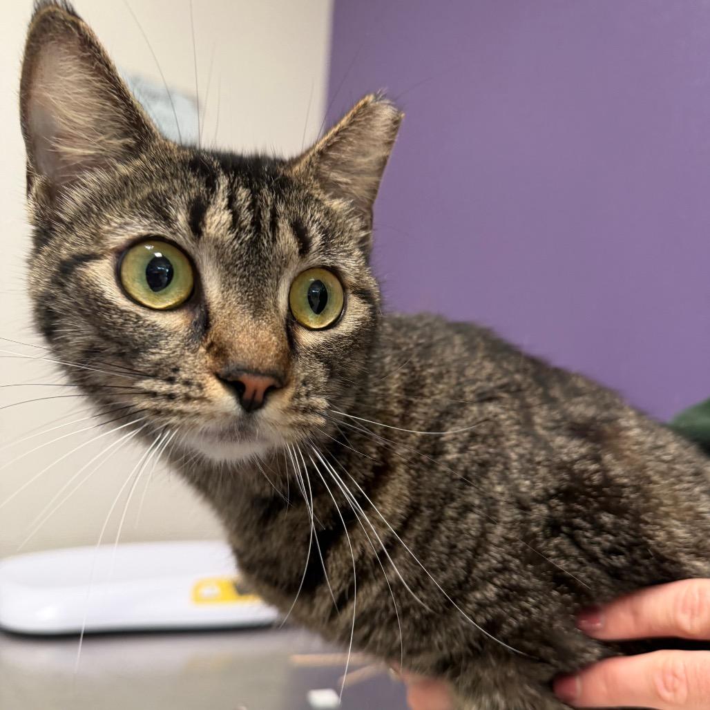 Enlarge Haley, a Adoptable mixed breed in Englewood, FL image 2/5