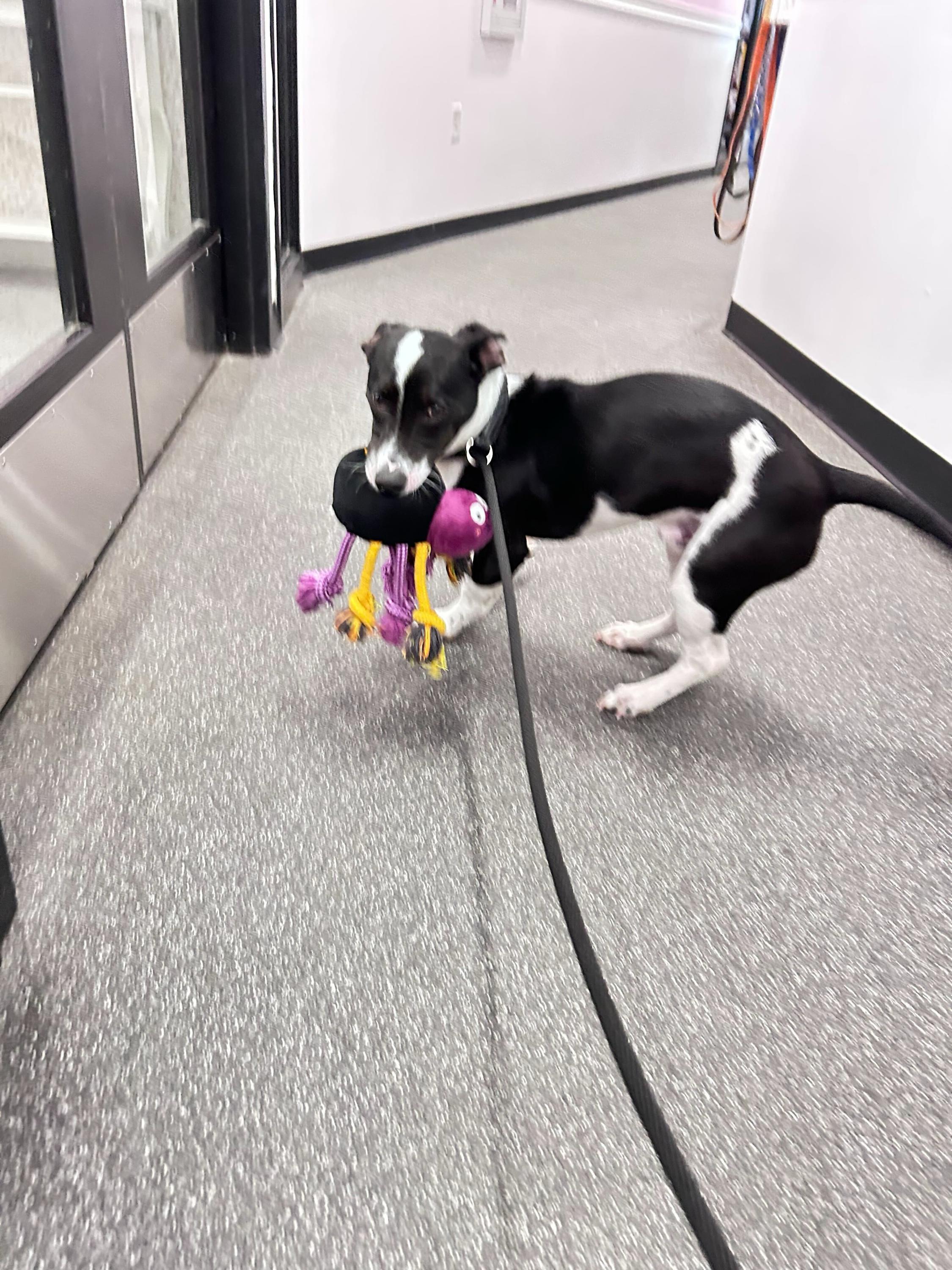 Parsley, adopted, Puppy Male Chihuahua & Basset Hound.