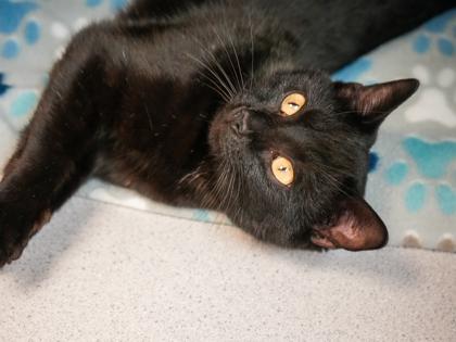 Enlarge Anna, a Adoptable mixed breed in Bowling Green, KY image 2/4