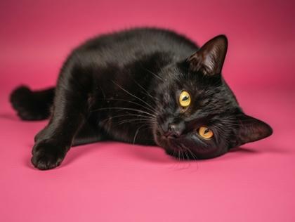 Anna, Adoptable, Adult Female Domestic Short Hair & Domestic Short Hair.