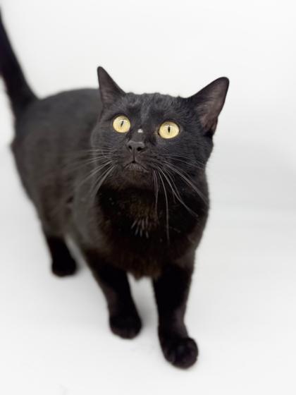 Enlarge Anna, a Adoptable mixed breed in Bowling Green, KY image 2/3