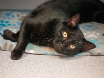 Enlarge Anna, a Adoptable mixed breed in Bowling Green, KY image 4/4