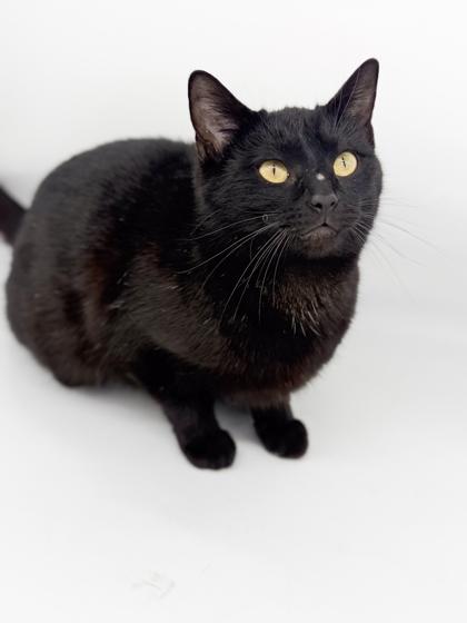 Enlarge Anna, a Adoptable mixed breed in Bowling Green, KY image 3/3