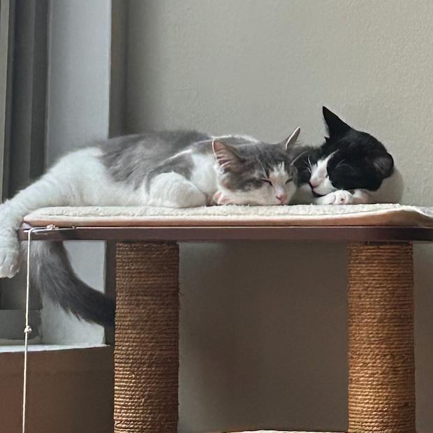 Milo Miquelot (bonded w/Mate Miquelot), Adoptable, Young Male Domestic Short Hair.