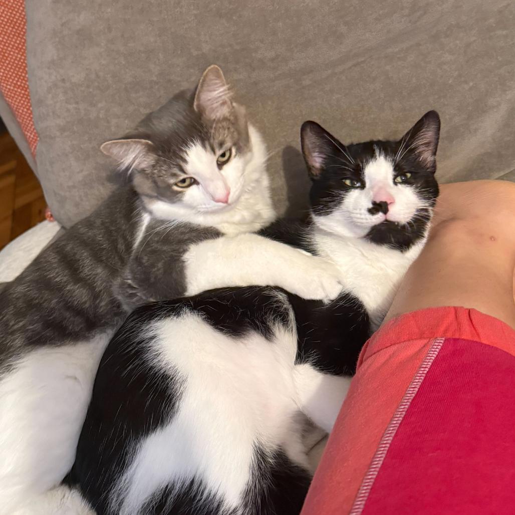 Enlarge Milo Miquelot (bonded w/Mate Miquelot), a Adoptable Domestic Short Hair in Merrifield, VA image 2/6