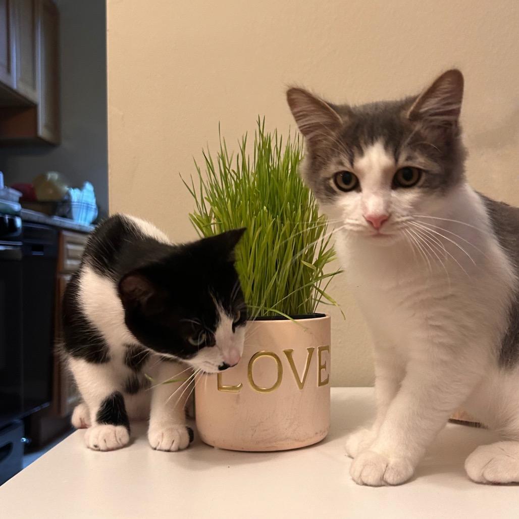 Enlarge Milo Miquelot (bonded w/Mate Miquelot), a Adoptable Domestic Short Hair in Merrifield, VA image 3/6