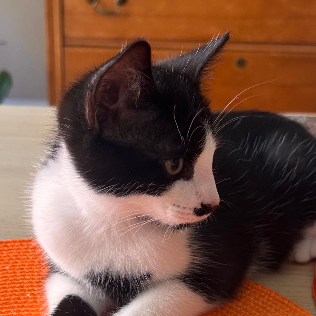 Enlarge Milo Miquelot (bonded w/Mate Miquelot), a Adoptable Domestic Short Hair in Merrifield, VA image 4/6